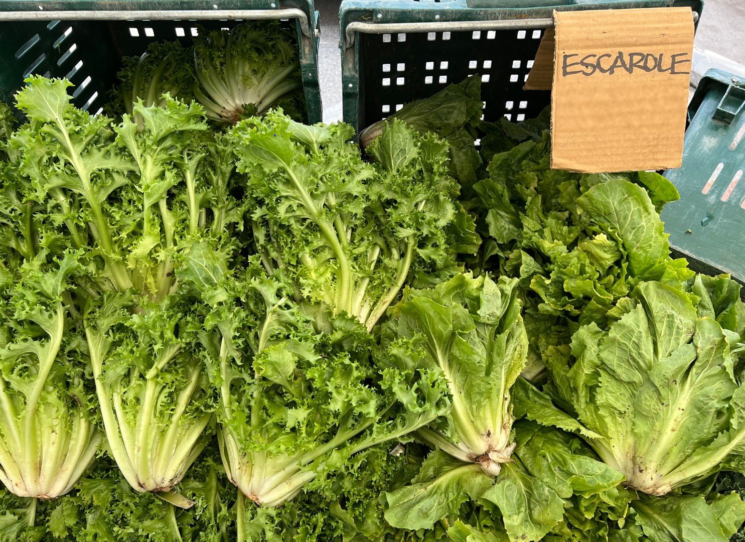 Indivia e scarola: benefici per la salute e valore nutrizionale